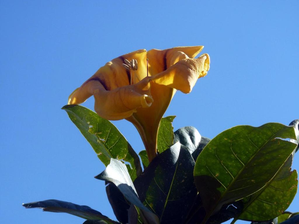 프라이아노 Sea Side Solandra 아파트 외부 사진
